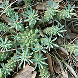 Euphorbia davyi